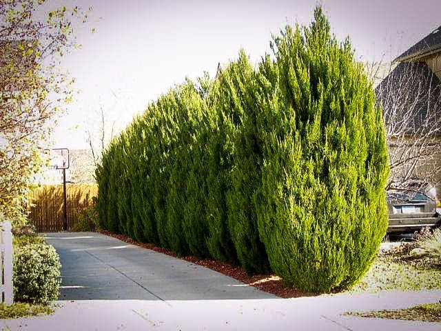 6 Best Privacy Trees For Southern & Northern California