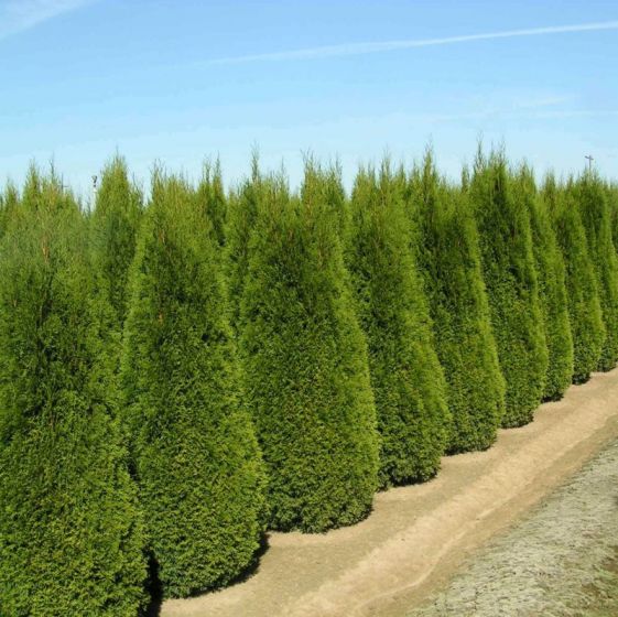 5 Best Privacy Trees For Southern, Northern & Central Idaho