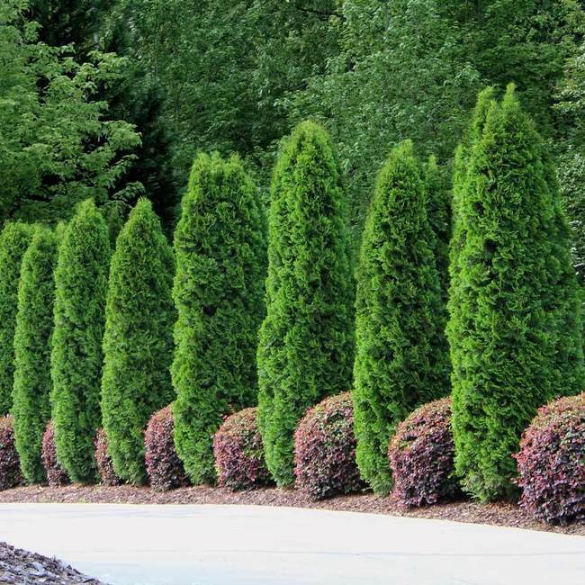 Best 7 Privacy Trees For Wisconsin