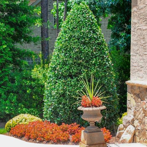 Best 7 Privacy Trees For Alabama