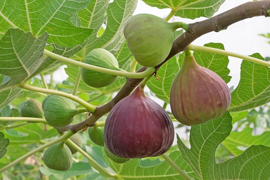 6 Best Fig Tree For Alabama