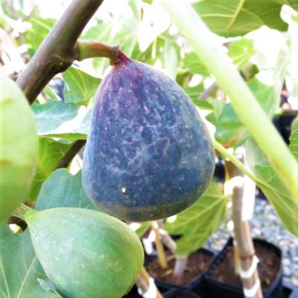 Does fig tree like coffee grounds?
