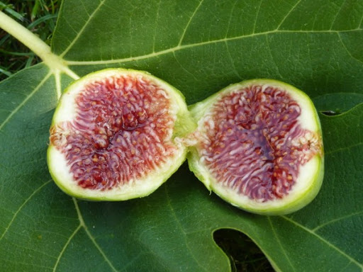 6 Best Fig Tree For Seattle