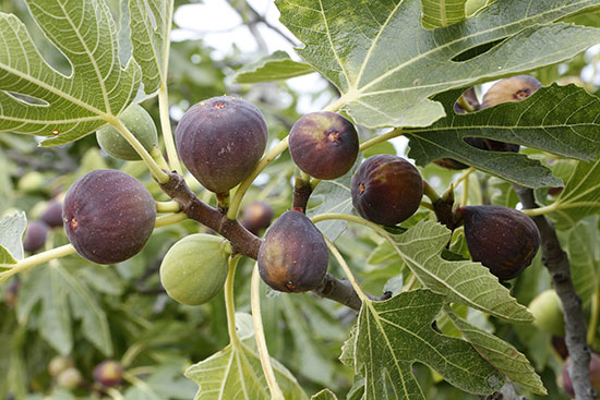 7 Best Fig Tree For Southern Northern & Central California