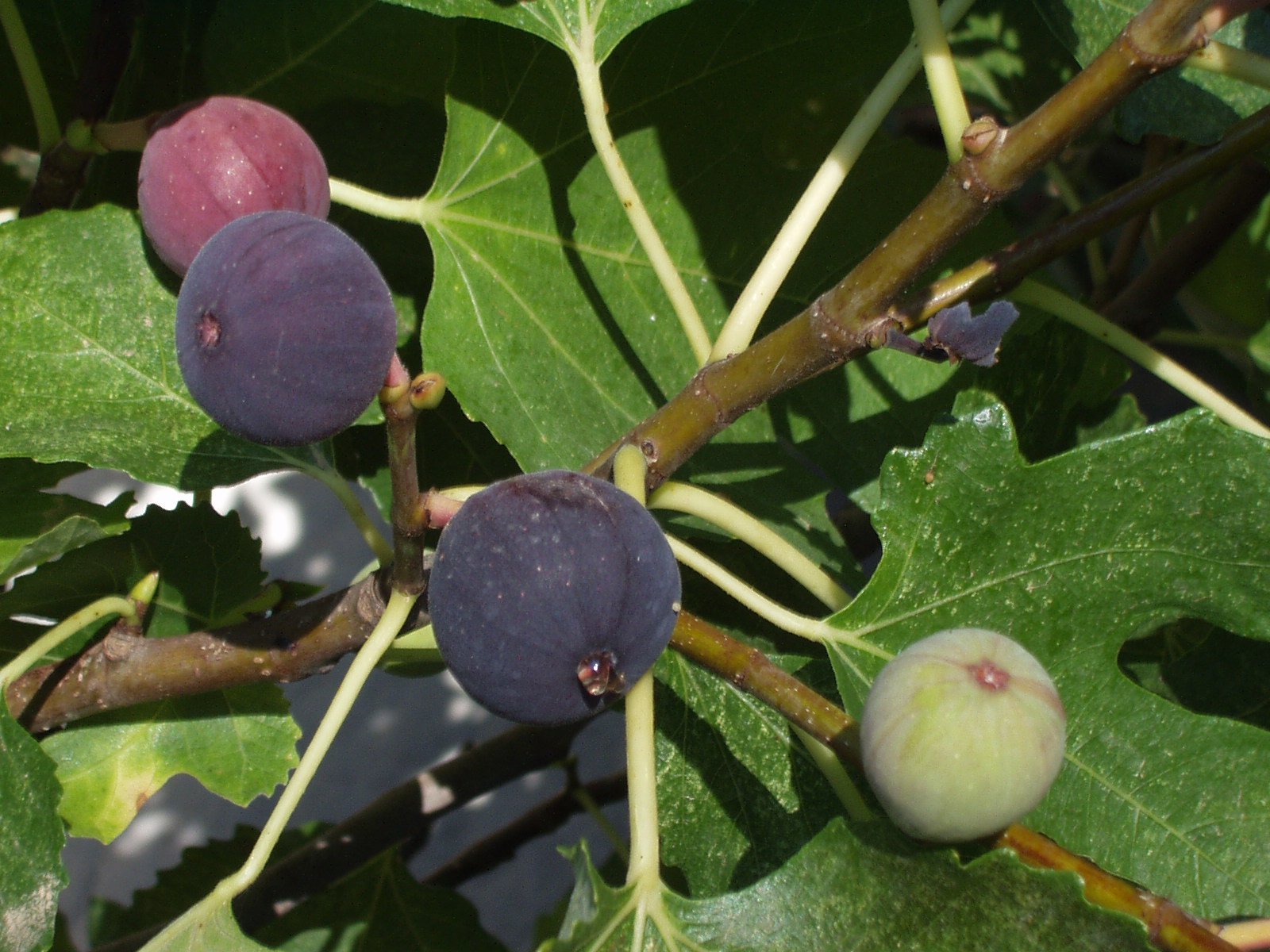 7 Best Fig Tree For Southern Northern & Central Florida