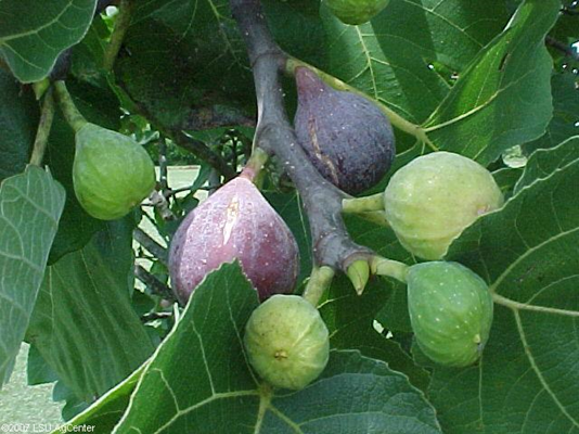 Best 6 Fig Tree For Southern Northern & Central Louisiana