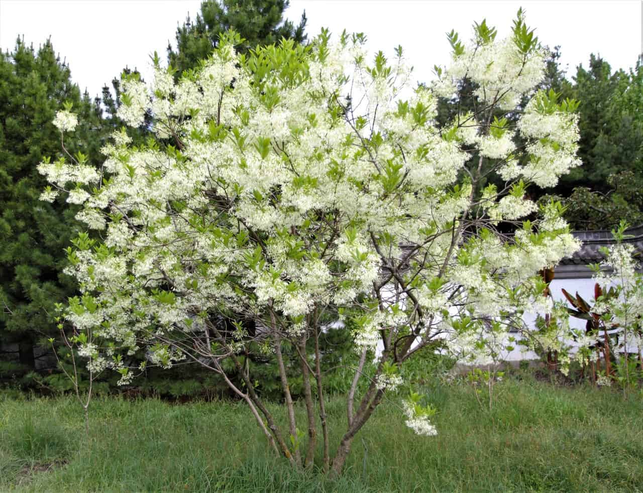Best 7 Flowering Trees For Alabama