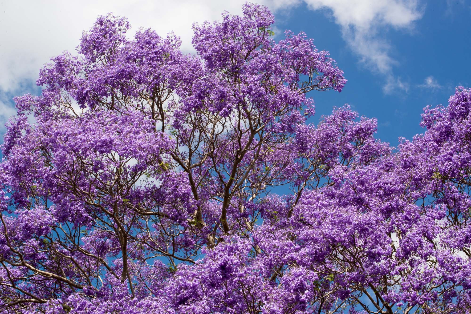 Best 6 Flowering Trees For Arizona