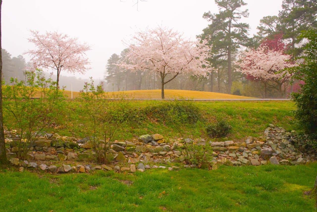 Best 7 Flowering Trees For Arkansas