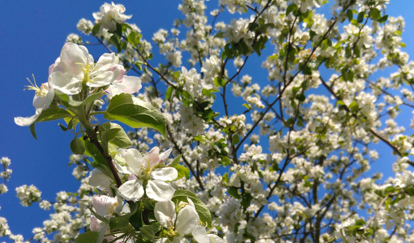 5 Best Flowering Trees For Connecticut