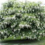 Best Flowering Trees For Idaho