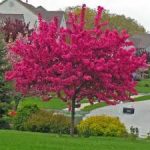 Best Flowering Trees For Indiana