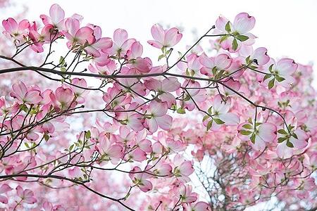 7 Best Flowering Trees For Kansas