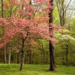 Best Flowering Trees For Kentucky