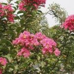 Best Flowering Trees For Maryland