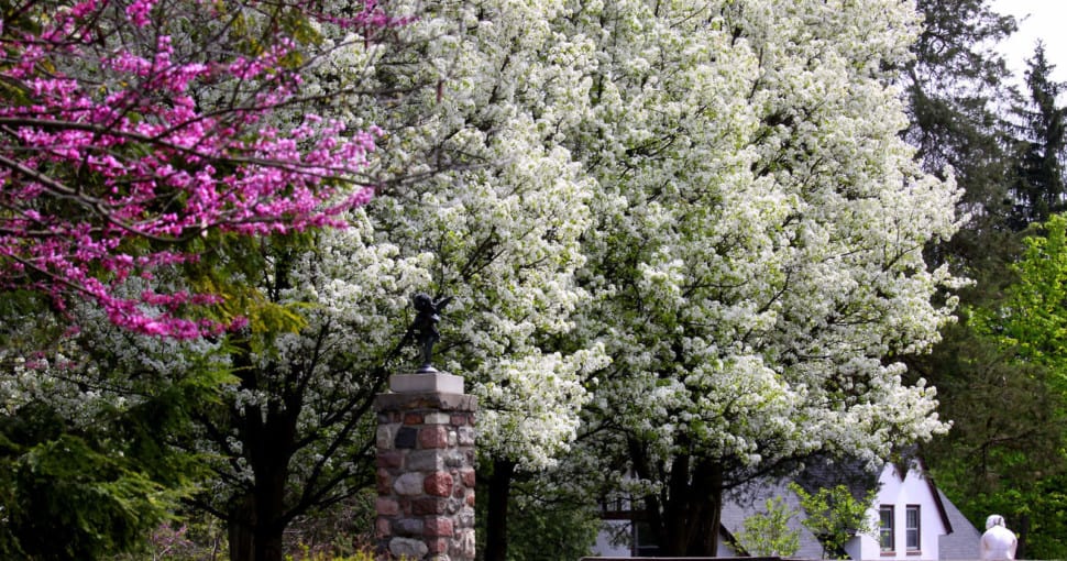 Best 5 Flowering Trees For Michigan