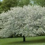Best Flowering Trees For Minnesota