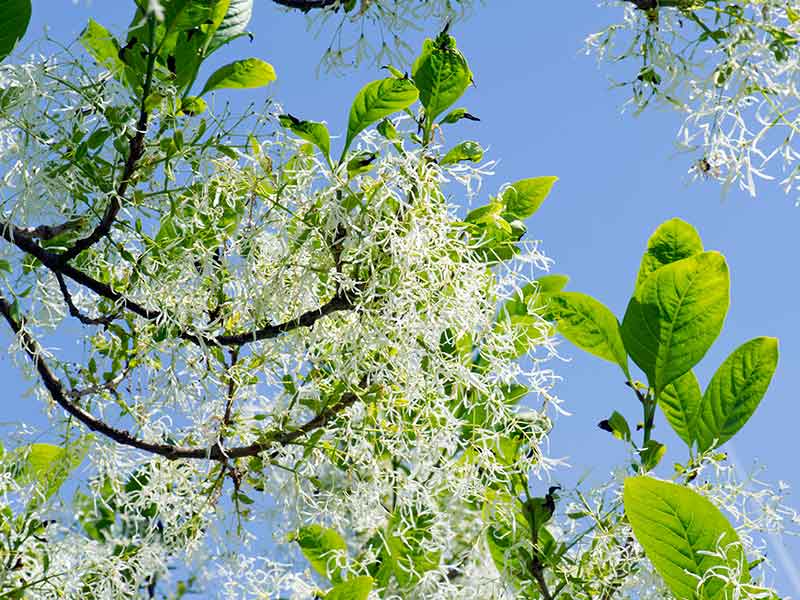 6 Best Flowering Trees For Missouri