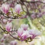 Best Flowering Trees For New England