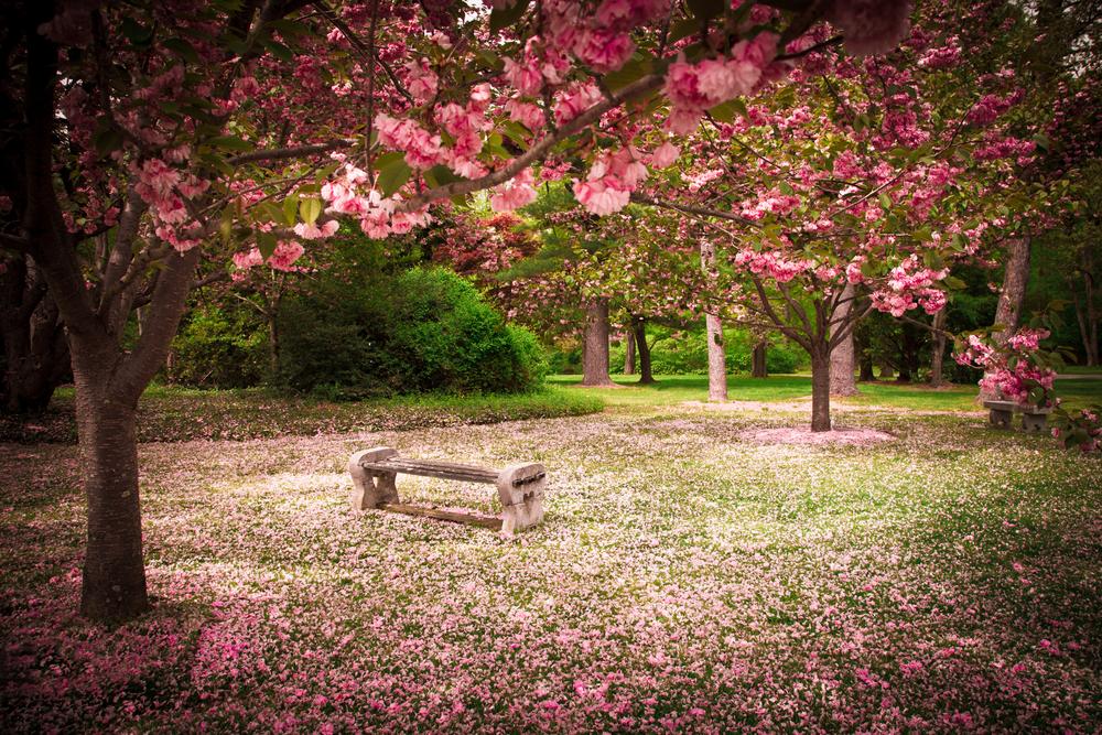 5 Best Flowering Trees For New Jersey