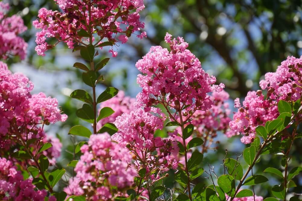 Best 6 Flowering Trees For North, South, East & West California