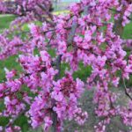 Best Flowering Trees For Northern southern & Central Ohio