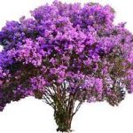 Best Flowering Trees For Oklahoma