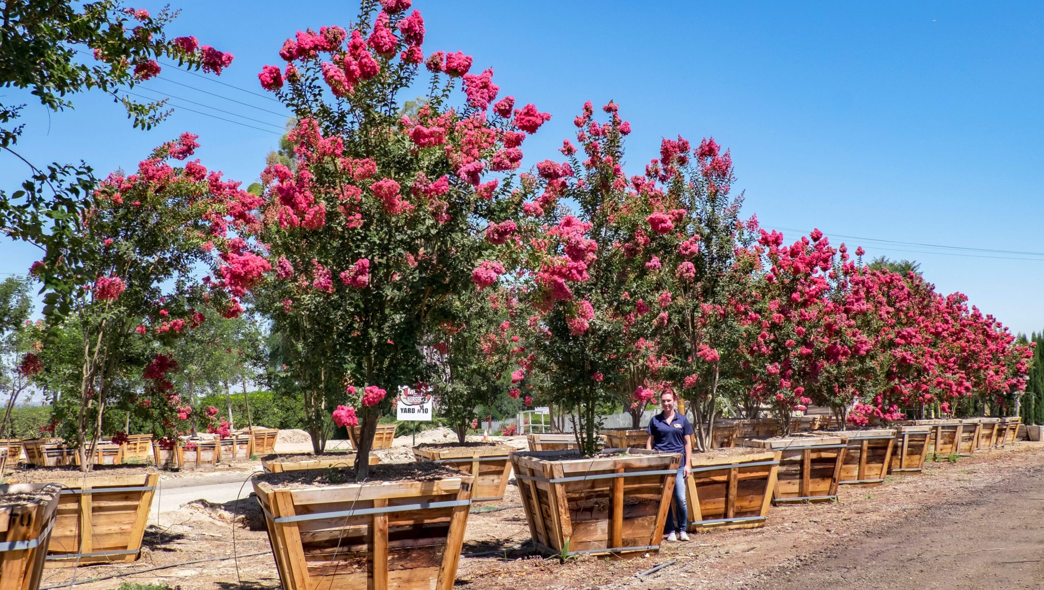 5 Best Flowering Trees For Phoenix