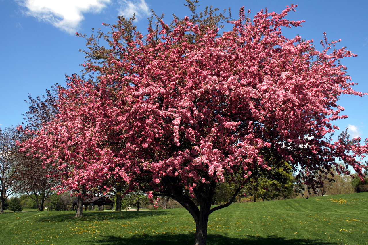 7 Best Flowering Trees For Tennessee