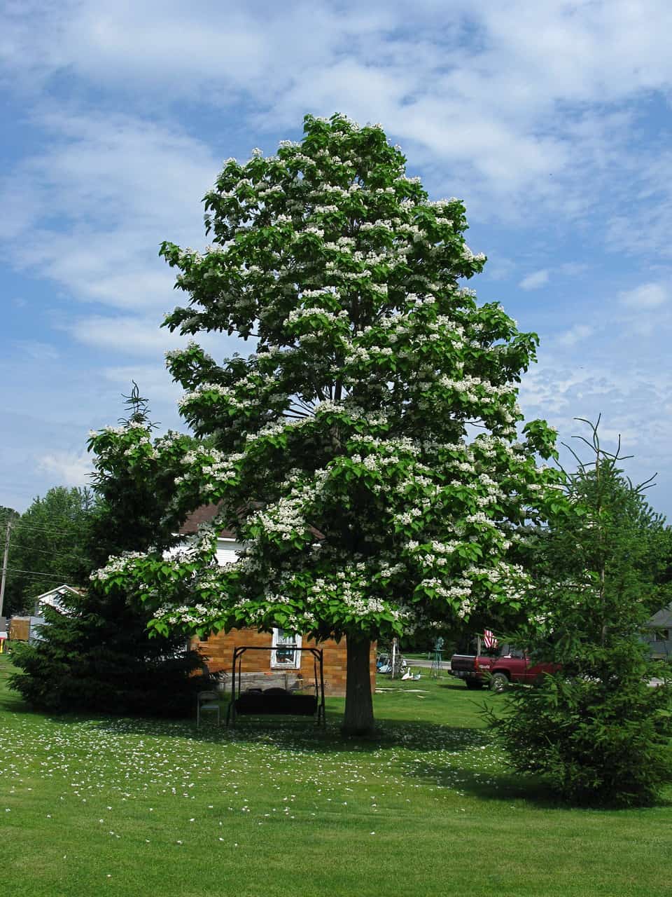 Best 5 Flowering Trees For Wisconsin