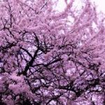 Best Flowering Trees for Pennsylvania