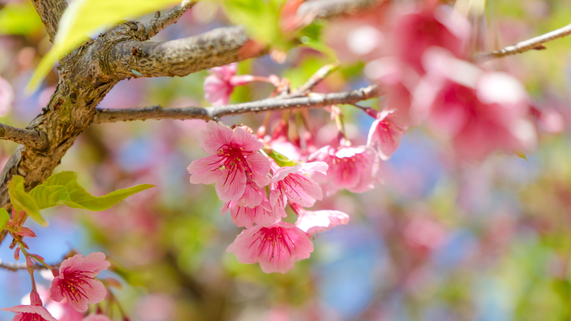 Best 7 Flowering Trees For Mississippi