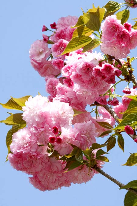 Best 6 Cherry Trees For Alabama