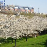 Best Cherry Trees For Indiana