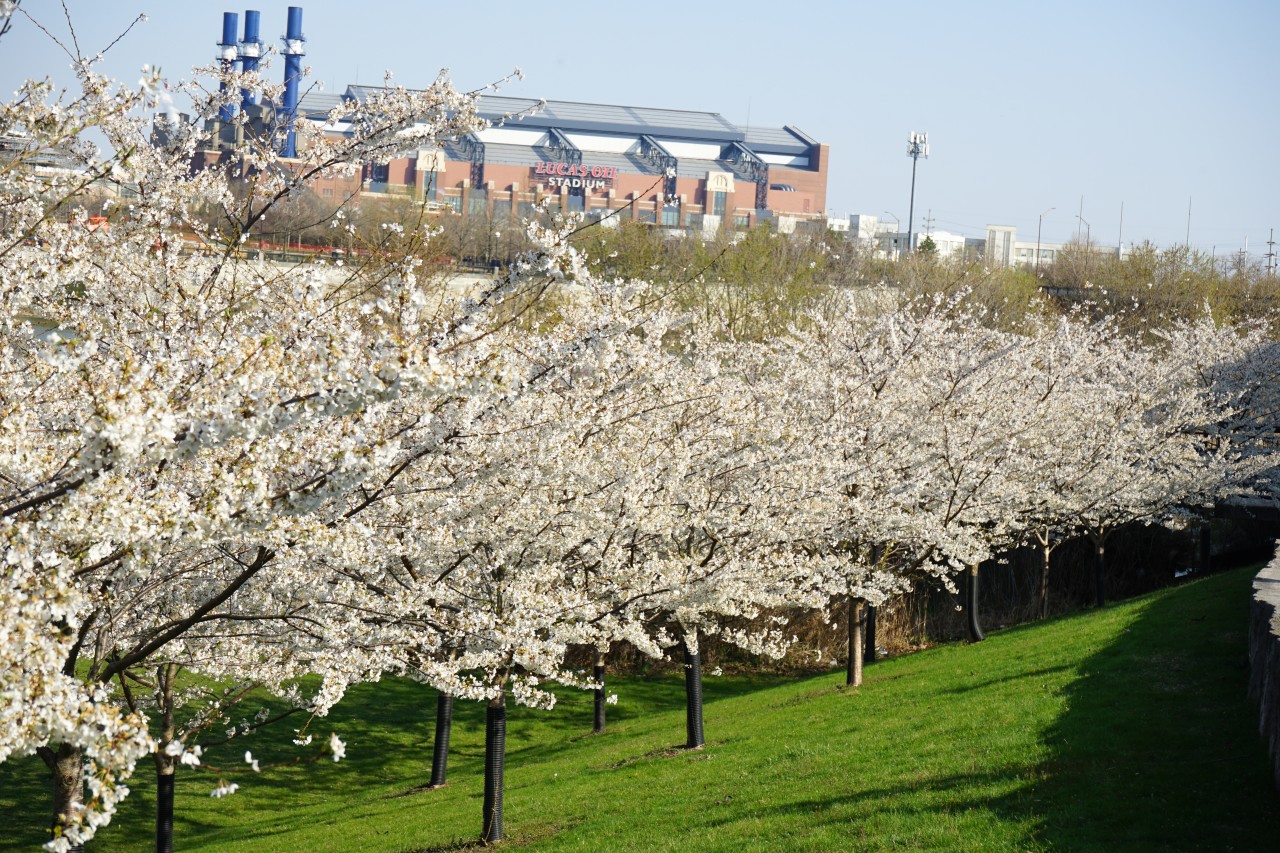 6 Best Cherry Trees For Indiana