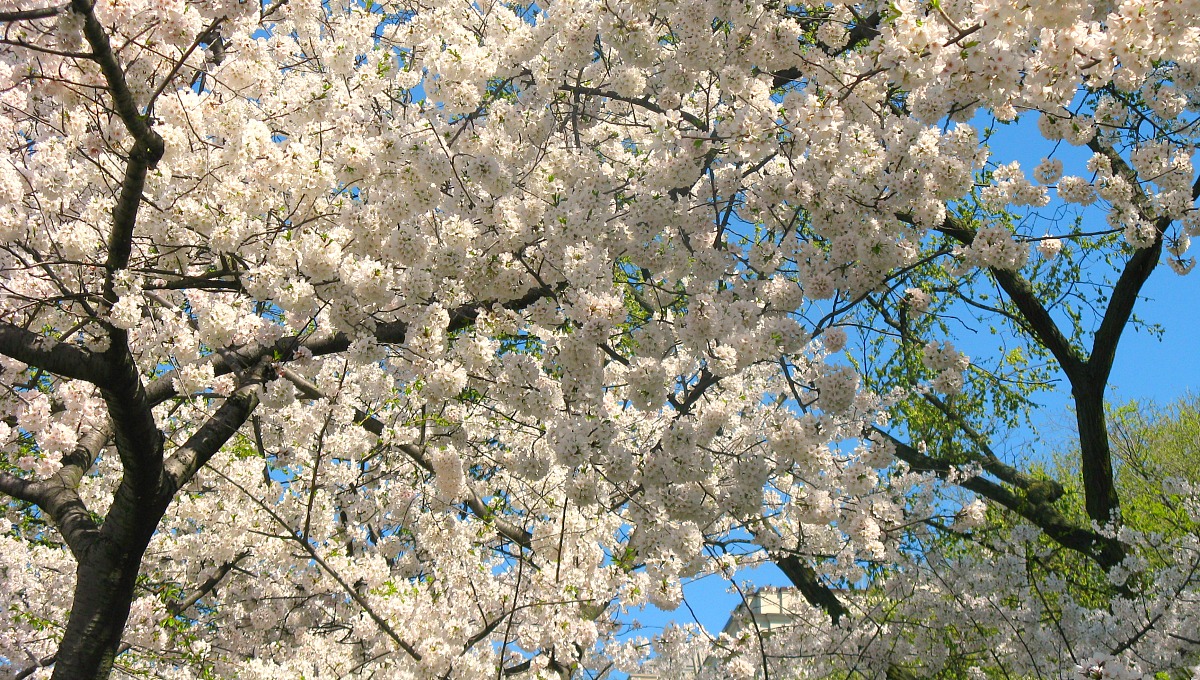 5 Best Cherry Trees For Maryland