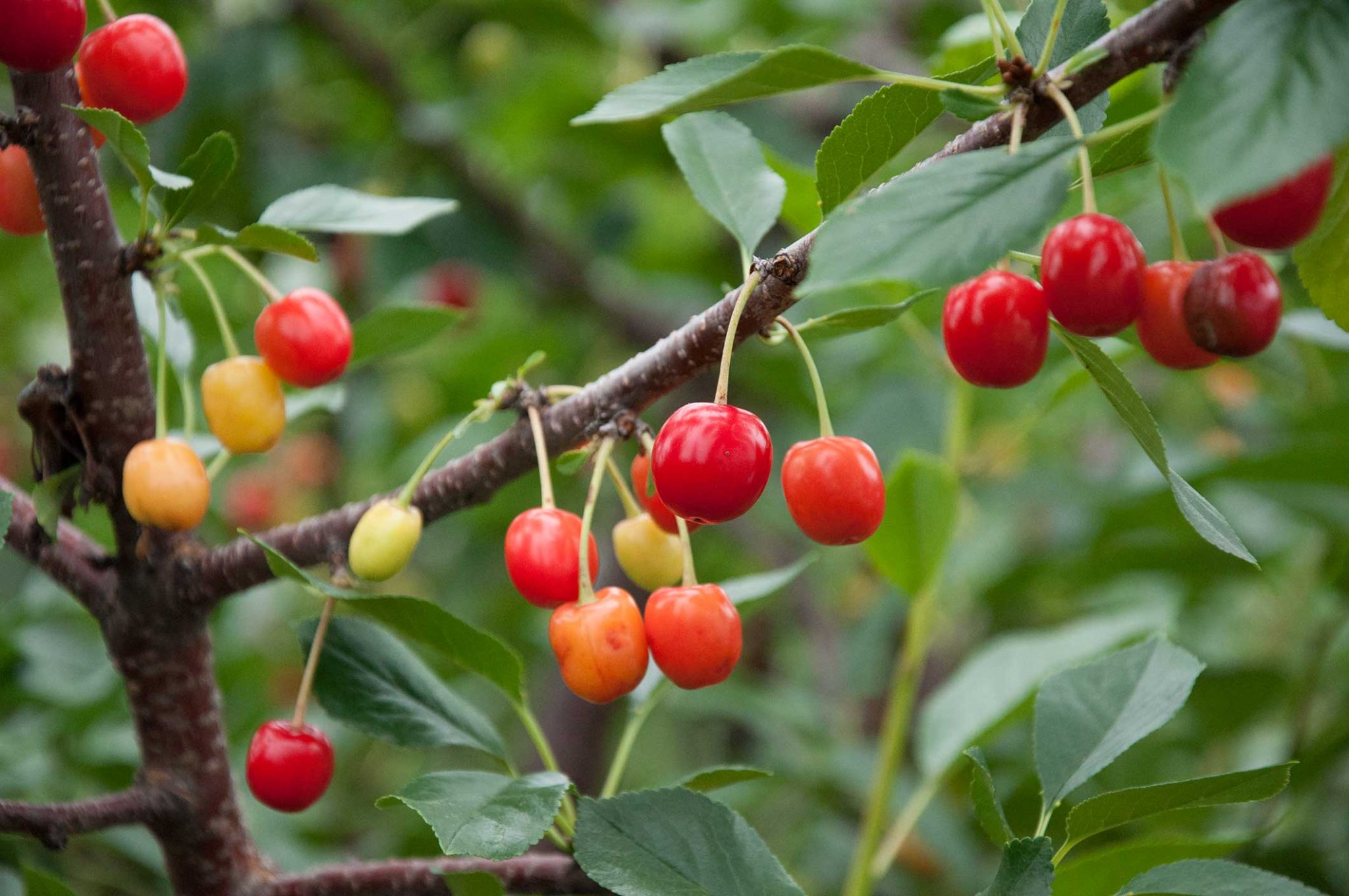 6 Best Cherry Trees For Mississippi
