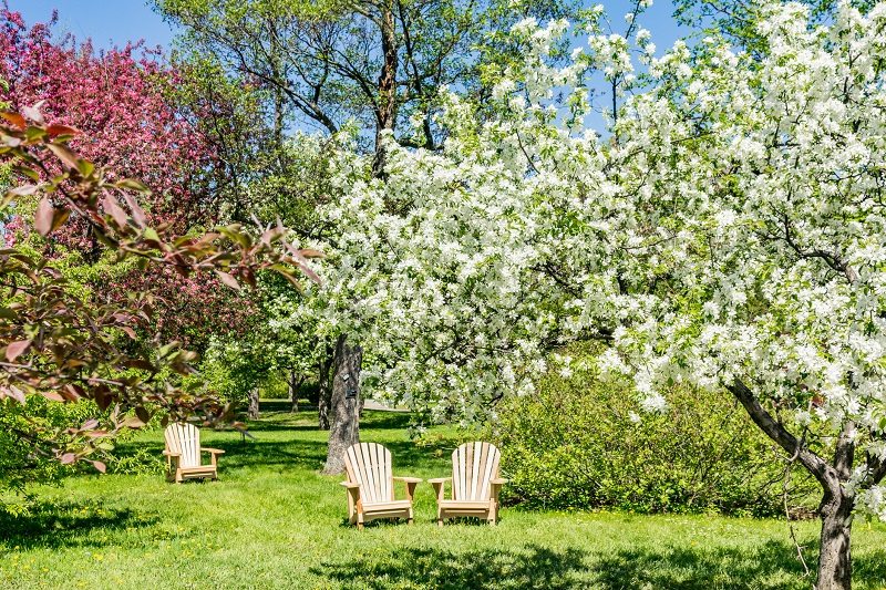 5 Best Cherry Trees For New Jersey