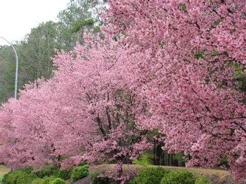 Best 5 Cherry Trees For North Carolina