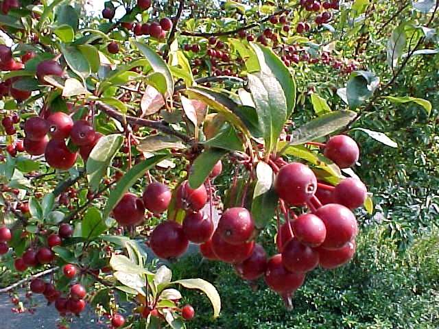 5 Best Cherry Trees For Oklahoma