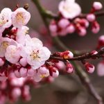 Best Cherry Trees For San Diego
