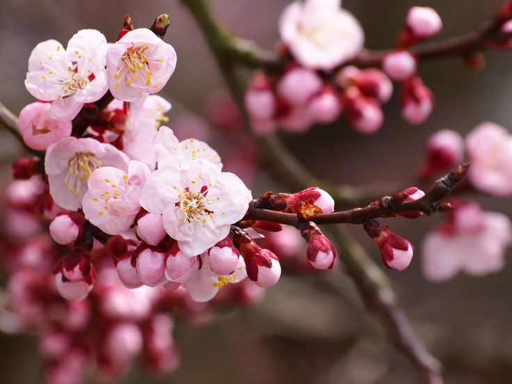 7 Best Cherry Trees For San Diego