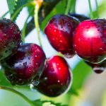 Best Cherry Trees For South Dakota