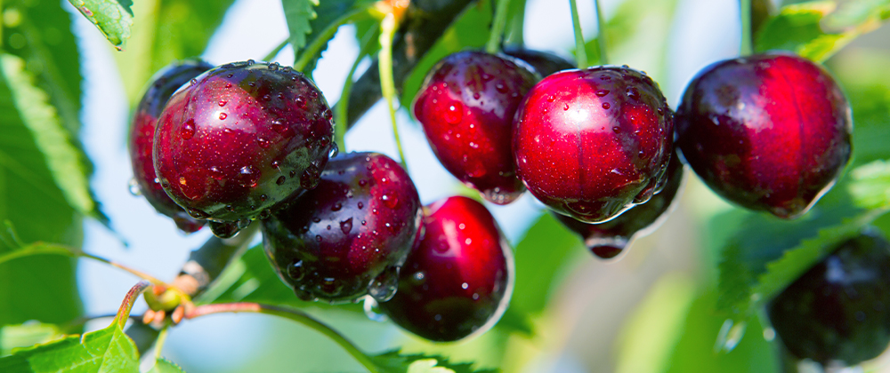 Best 5 Cherry Trees For South Dakota