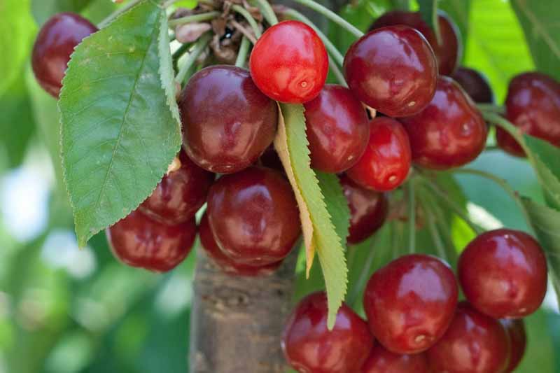 7 Best Cherry Trees To Grow In Oklahoma