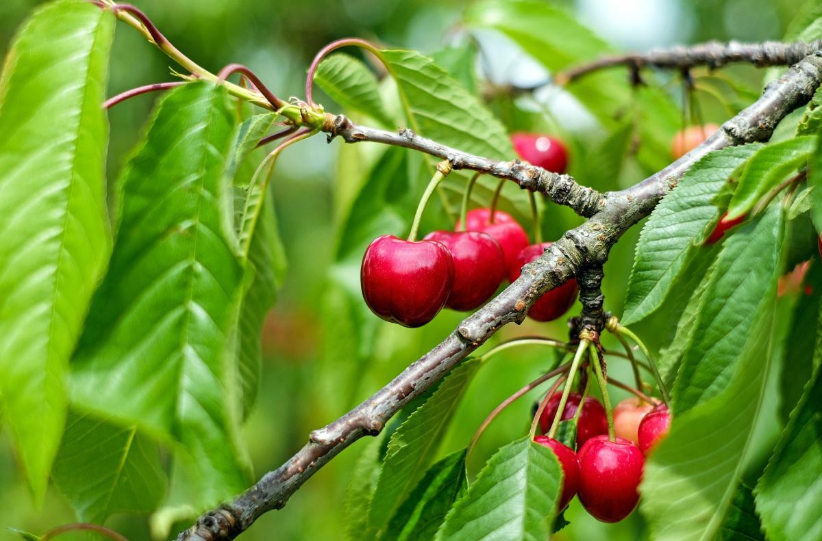 5 Best Cherry Trees To Grow In Tennessee