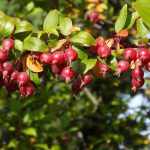 Best Cherry Trees for Virginia