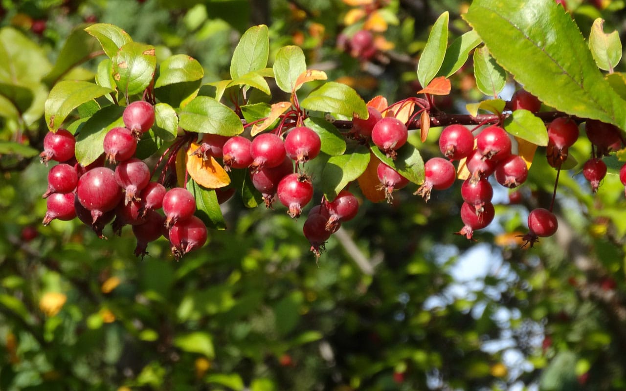 Best 7 Cherry Trees for Virginia
