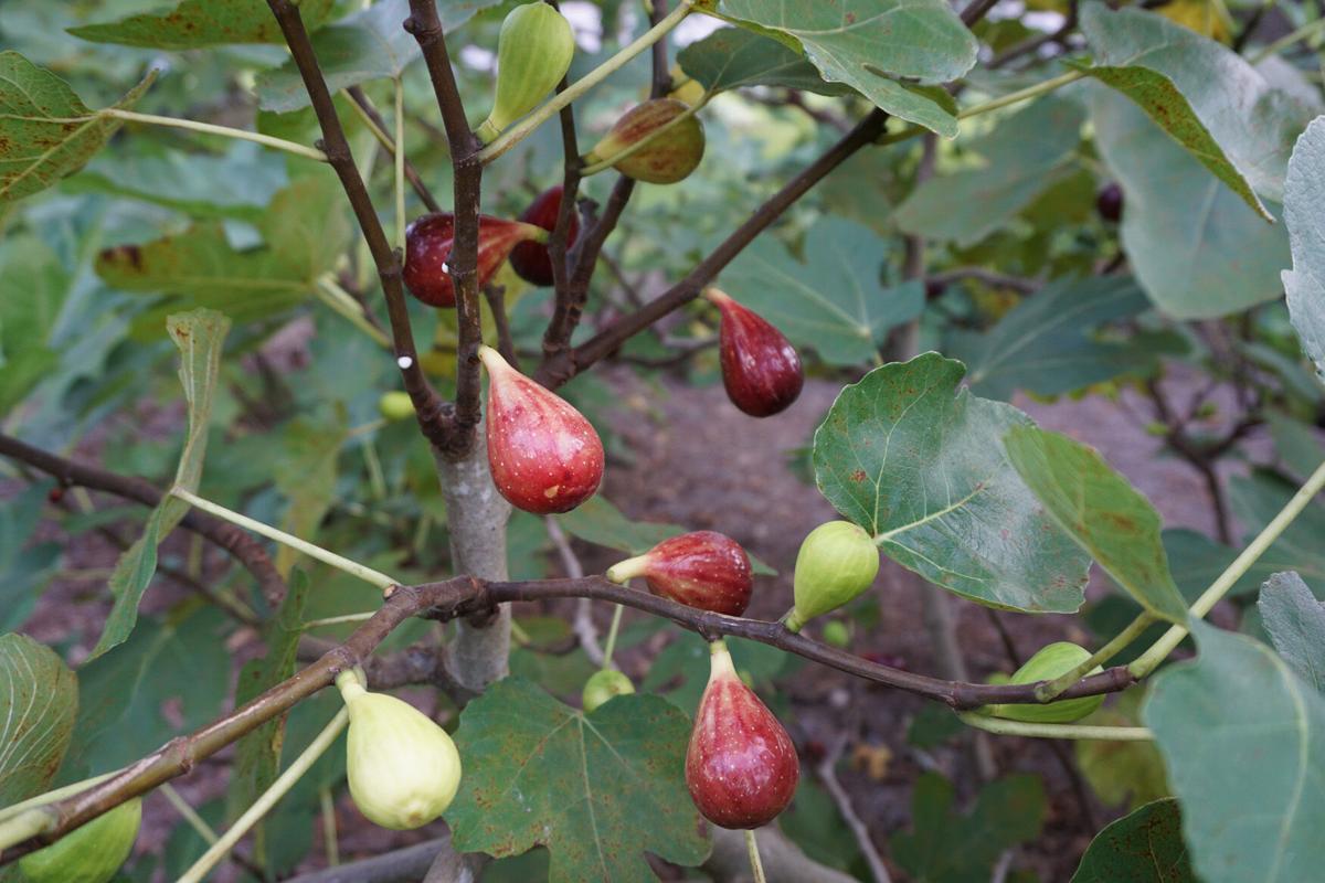 Best 6 Fig Tree For Arkansas