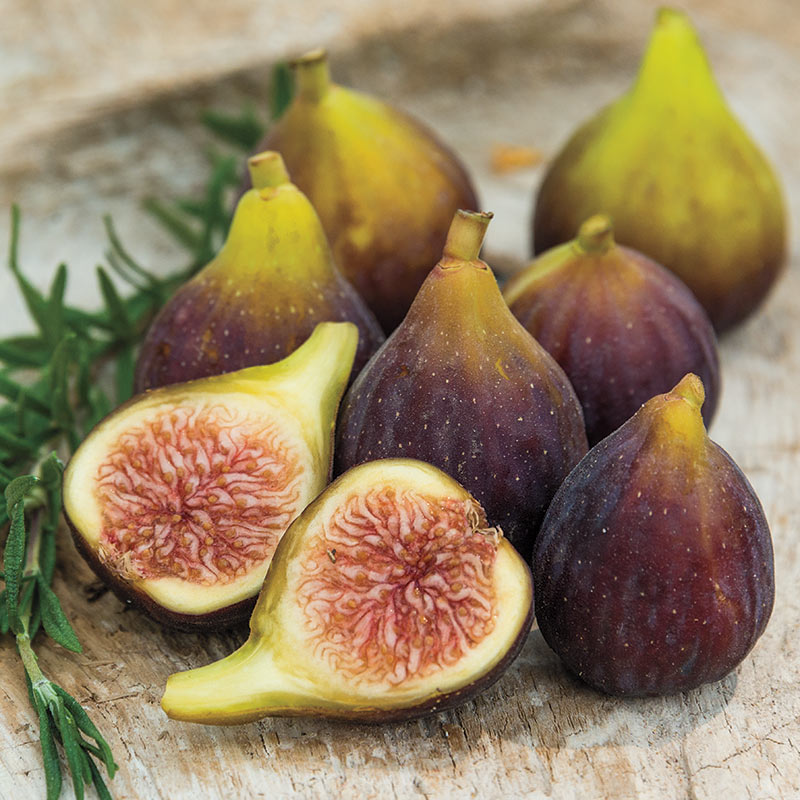 Best 6 Fig Tree For Dallas Area